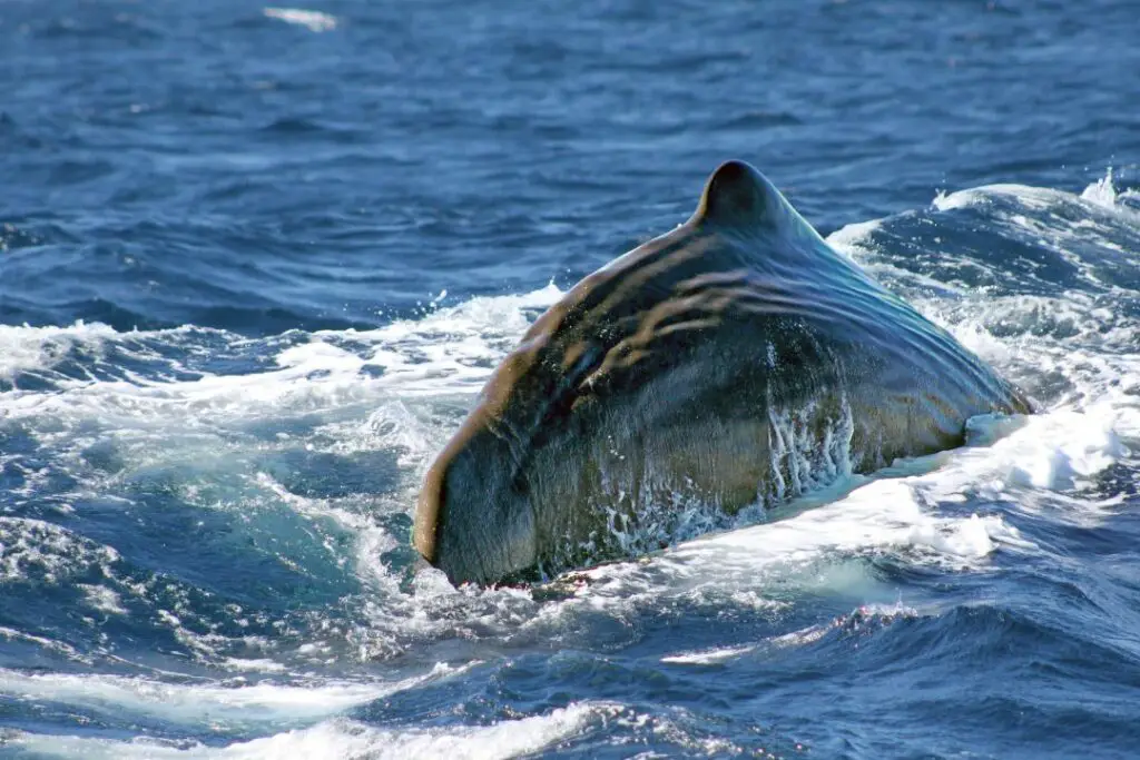 baleine en norvege