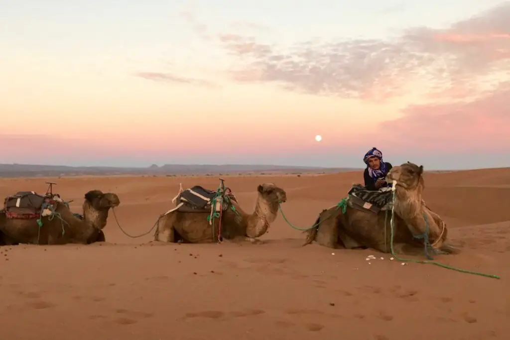 chameaux dans le desert proche de marrakech