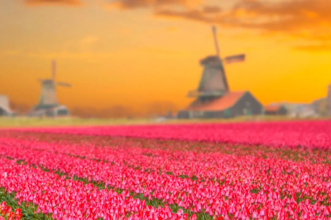 champs de tulipe en hollande
