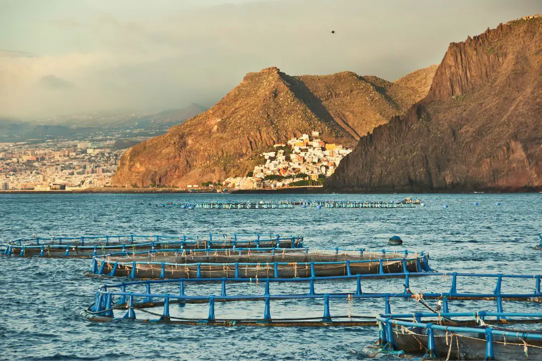 Les meilleurs spots pour se baigner à Tenerife