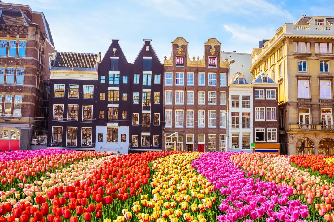 Tulipe Parade à Amsterdam