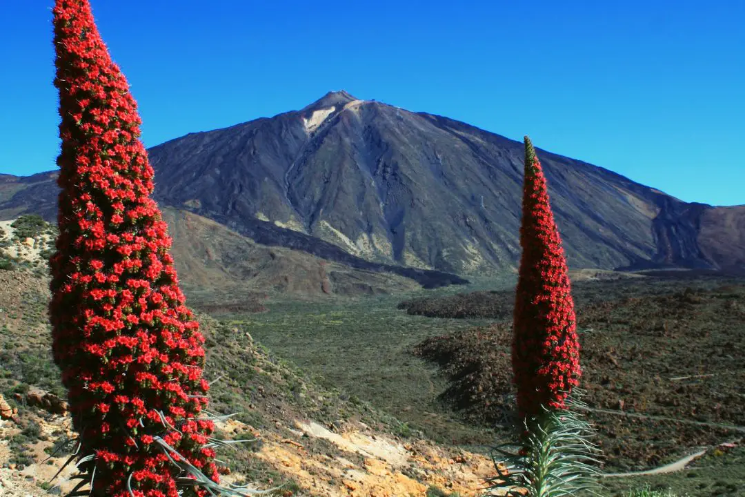 Visitez les Tortues de Tenerife 